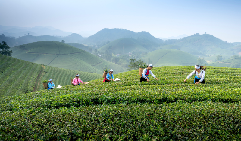 Les grandes origines du thé : voyage au cœur du Japon